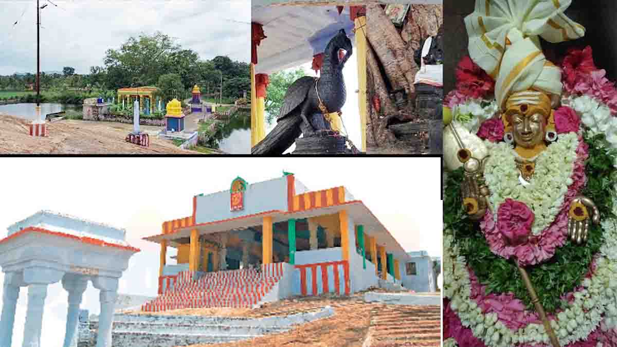 முருகன் கோயில்களில் ஆனி கிருத்திகை வழிபாடு!