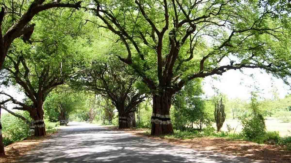 roadside puliyamaram - 2026