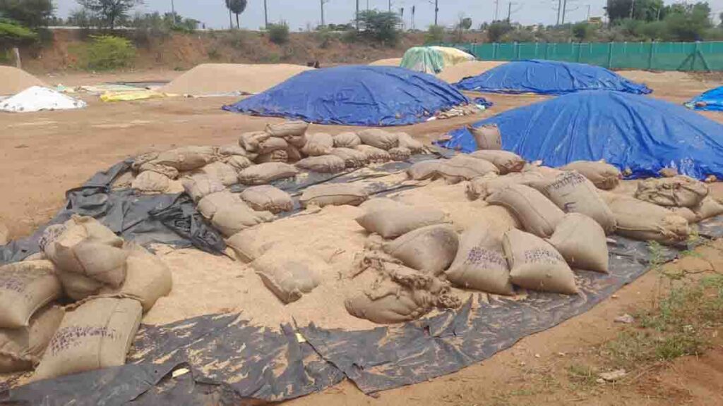 paddy bags in rain and sun rays near vadipatti - 2026